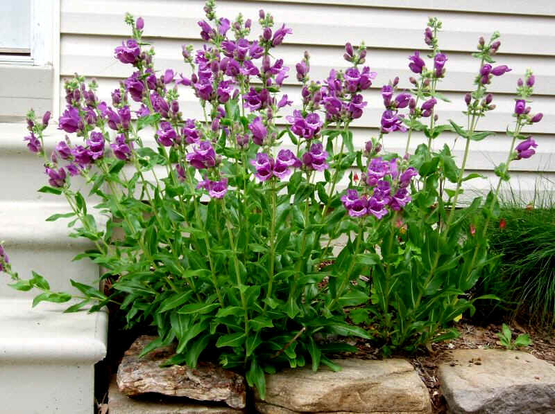 PENSTEMON cobaea (1354)-микс от бели, розови до светло лилави